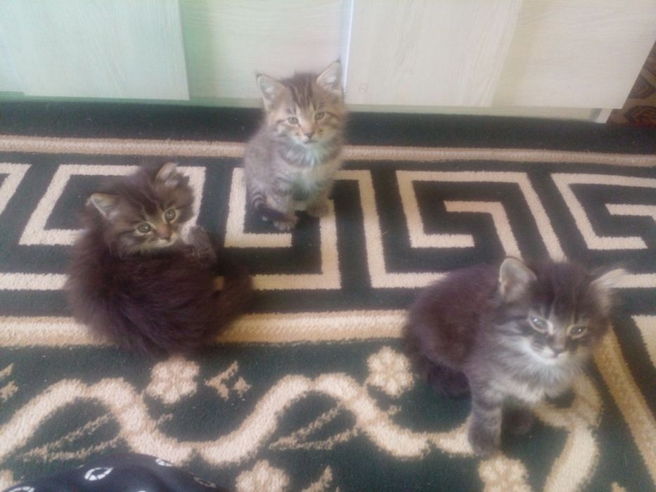 Отдам котят / пишик беремыз