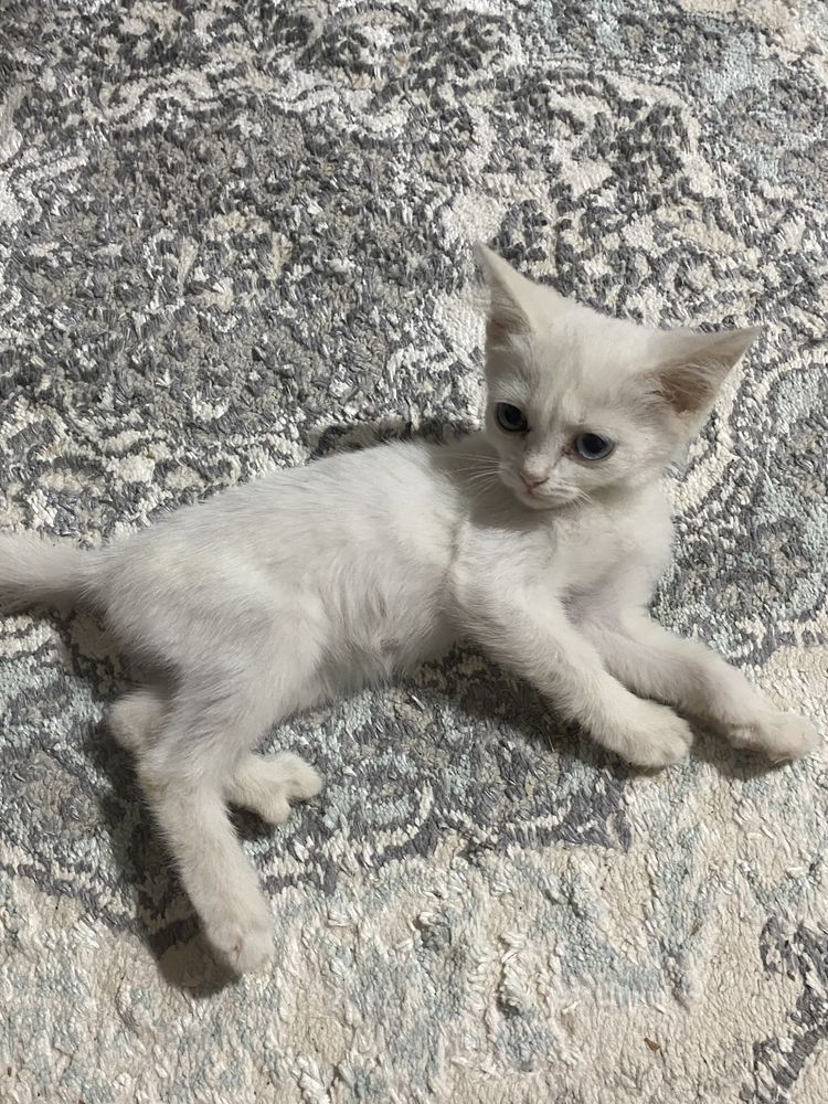 Mushuk (ayol 3 oylik) sotiladi