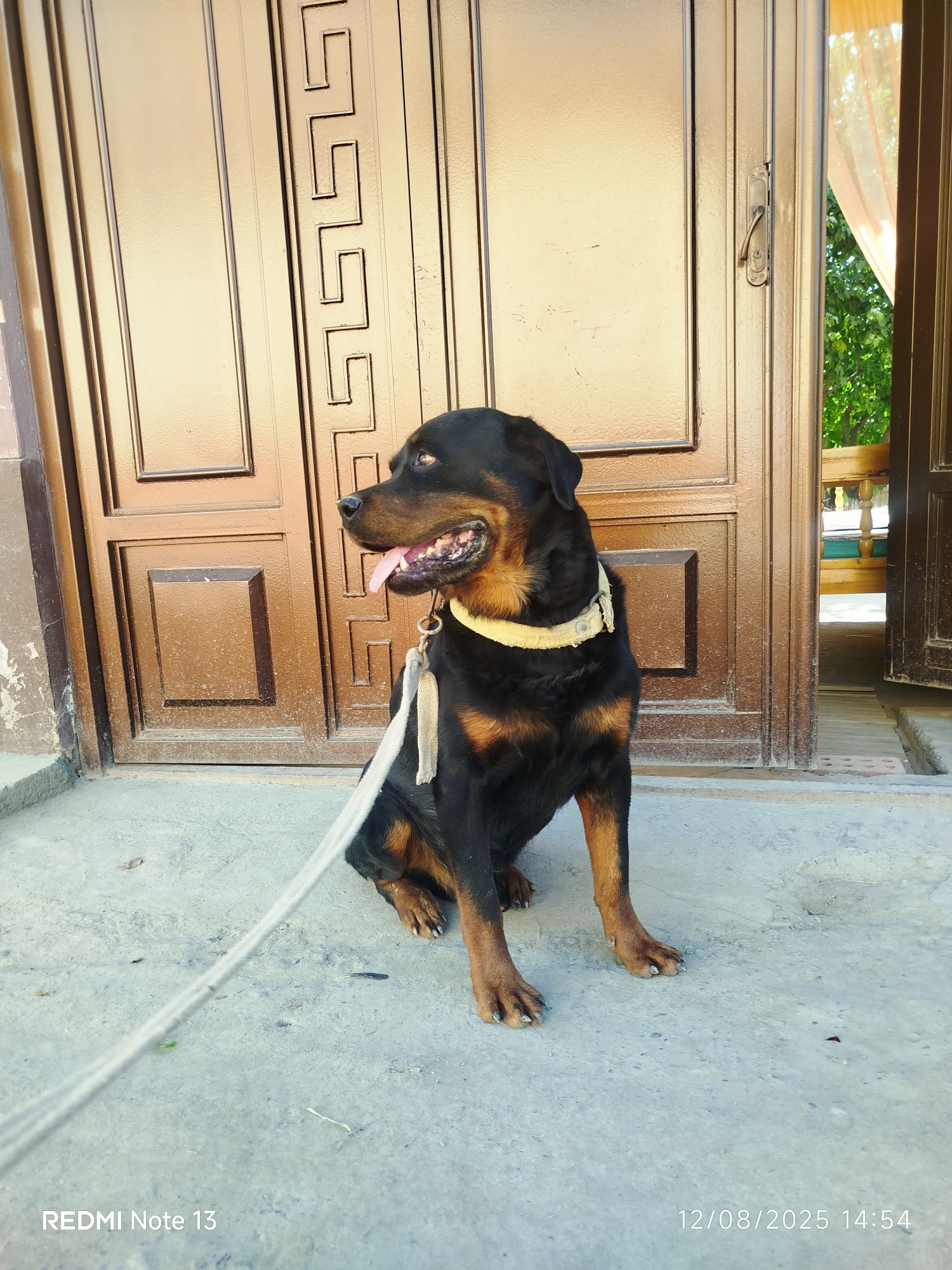Rottweiler iti sotiladi. Yoshi 1.5 . Uy va fabrikalar qoʻriqlash uchun