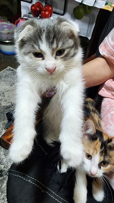 Отдадим котят бесплатно