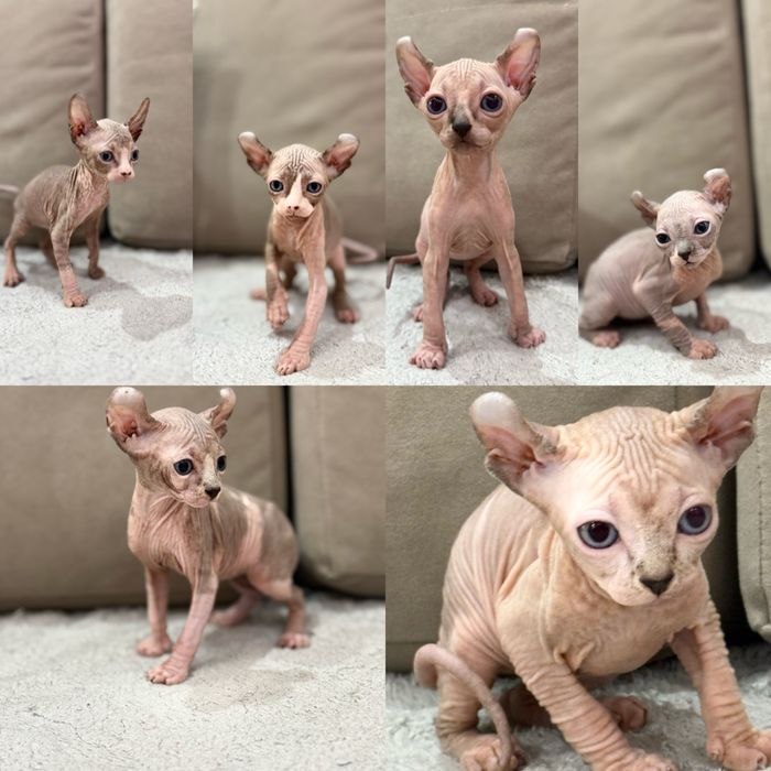 Котята эльфики готовы к переезду в новый дом.