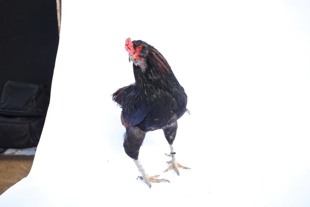 Cocos din rasa Araucana potarnichiu salbatic