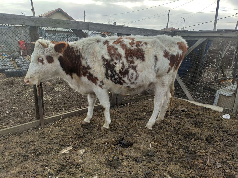 Продам телку стельную