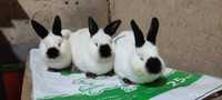 Кролики Евро Калифорнийской породы. Гарантия здоровья и качества!