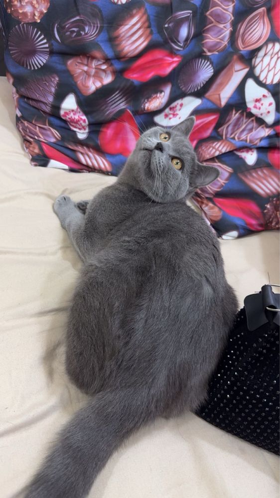 Кошки mushuk o’g’il bollla