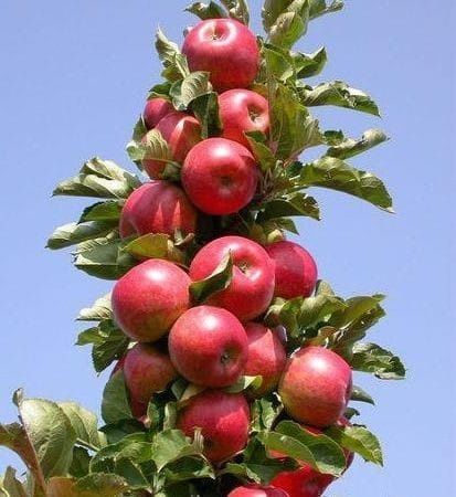 Pomi fructiferi:Ciresi.Alun.Nuc.Prun.Castan.Mar.Seminte Gizdei+Lucerna