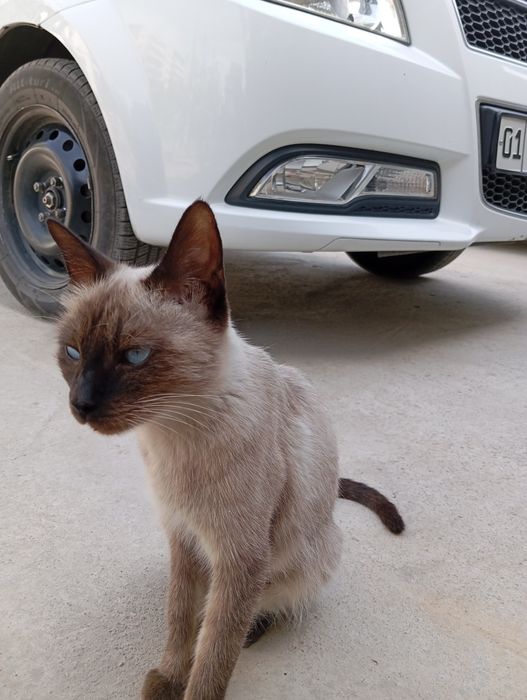 Кошка Сиамский довочка