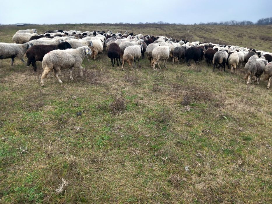 Vând oi karakul de Botosani