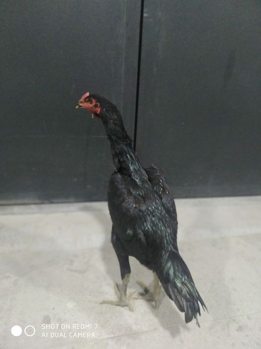 Дакан жужа хуроз