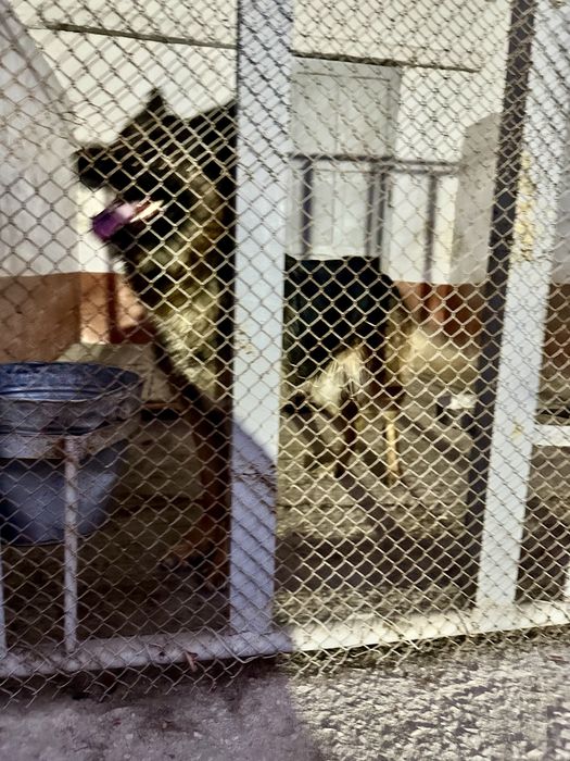 Срочно!! Продается немецкая овчарака, со служебного питомника