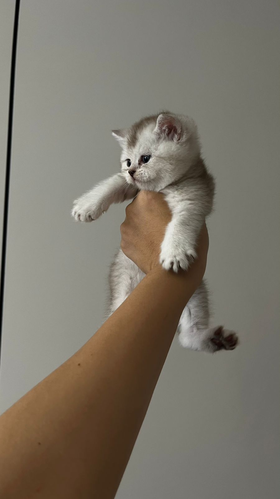 Вязка кота шиншилы опытный британец