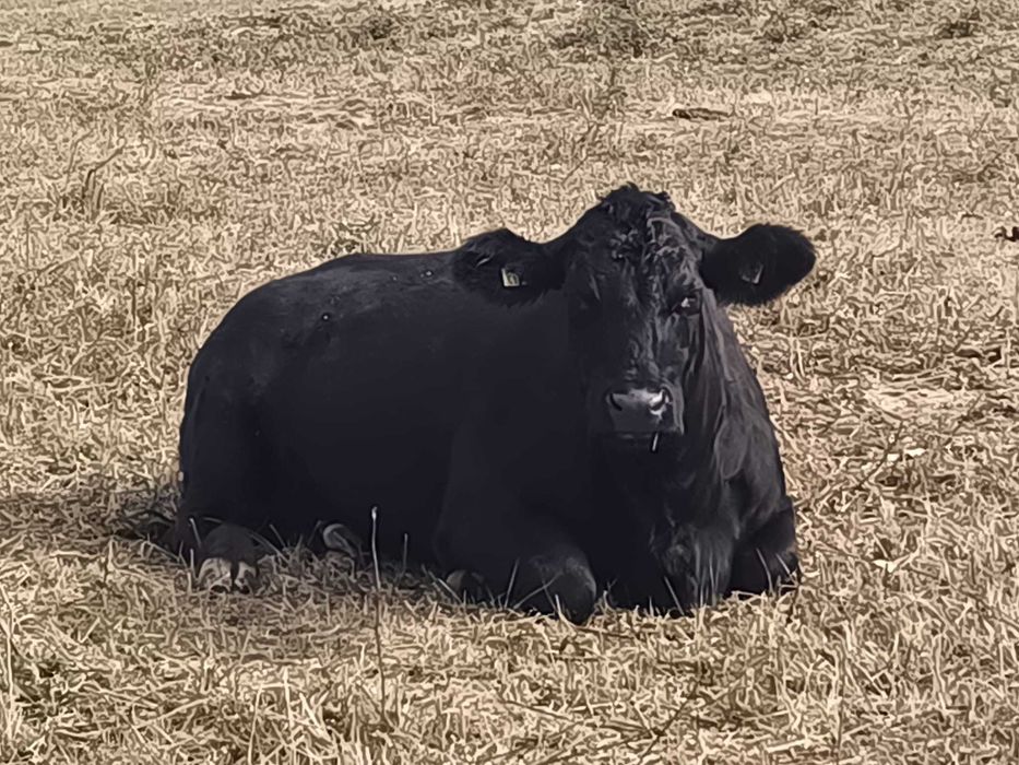 Vaci si vitele Angus