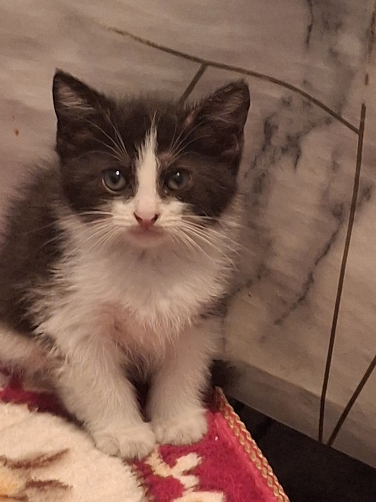 Котёнок бесплатно