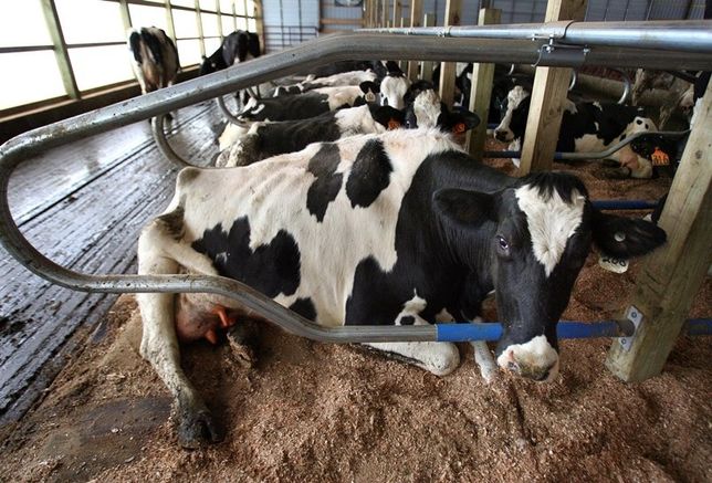 Работа с фермами и крес хозами по вынужденному забою коров быко