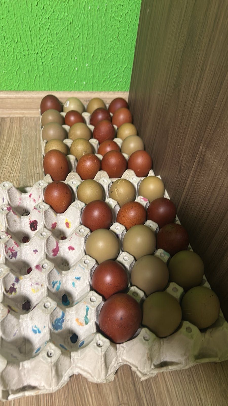 Продавам оплодени червени и зелени яйца