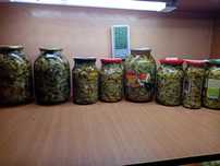 Продам маринованные грибы