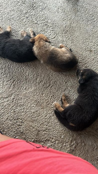 Donez căței Malinois cu Collii