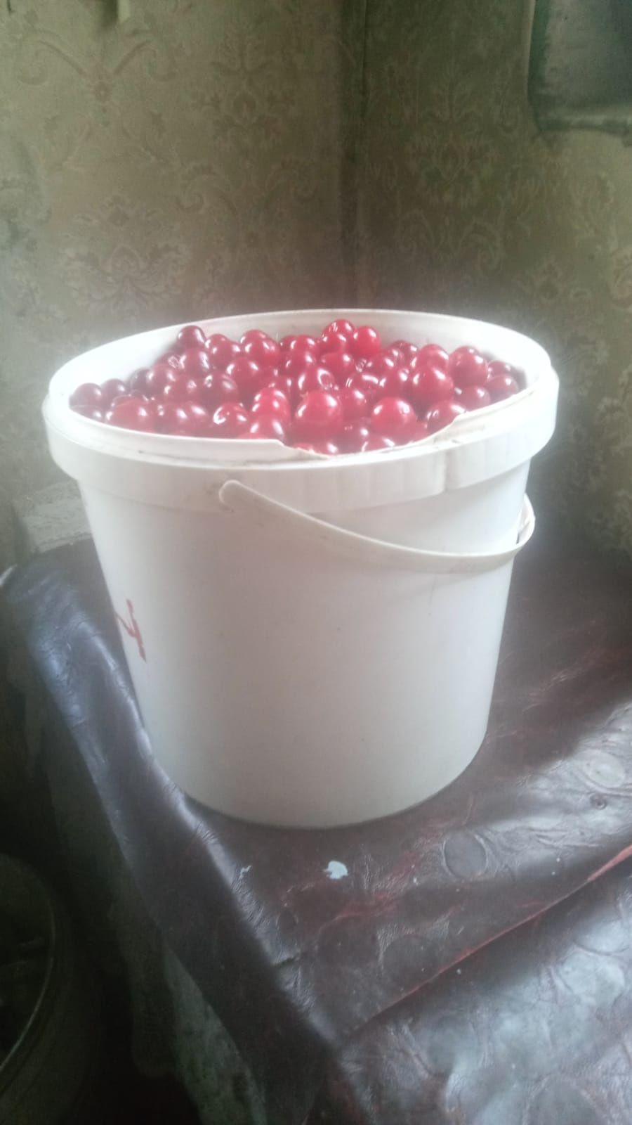 Срочно продам Вишню!!!