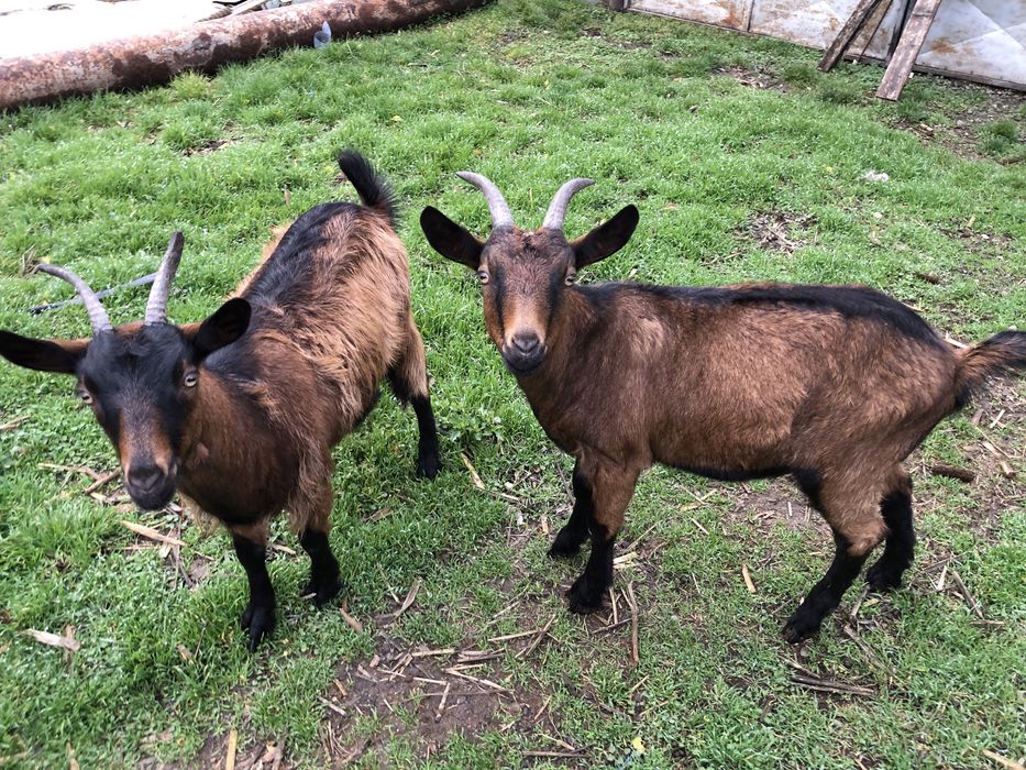 Capre Alpine Franceze pereche originale au virsta de 1 an