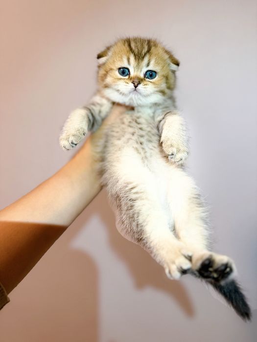 Вислоухие котята золотой окрас