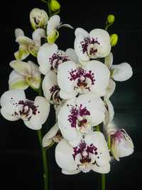 Шикарные сортовые  орхидеи.