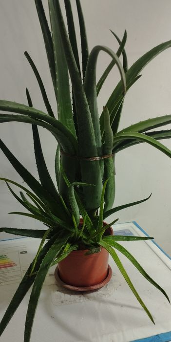 Aloe sotiladi 400 ming