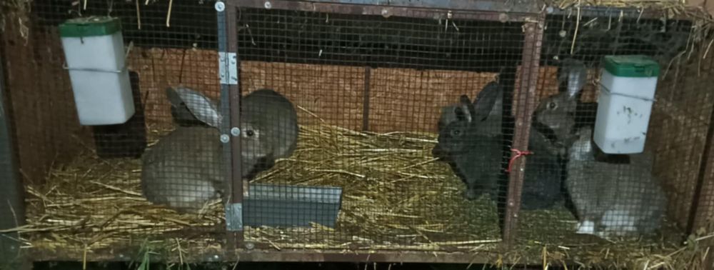 Pui iepure metis hycole francez cu ug