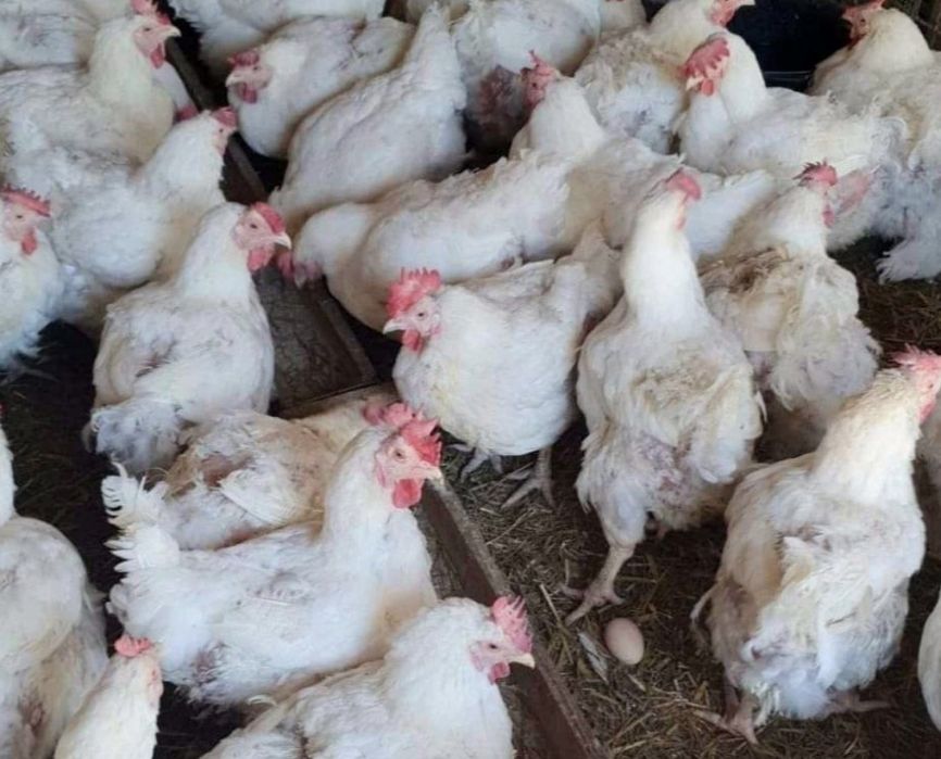 Gaine de carne 4-5 kg