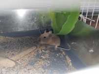 Vand Veverițe degu