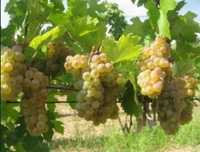 Vând struguri De vin 2025