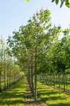 Paulownia Tomentosa sau Shantong. Butasi repicati. Livrare curier.