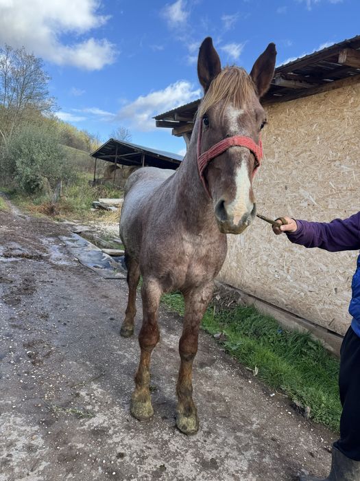 Vand manz greu muced de 2 ani