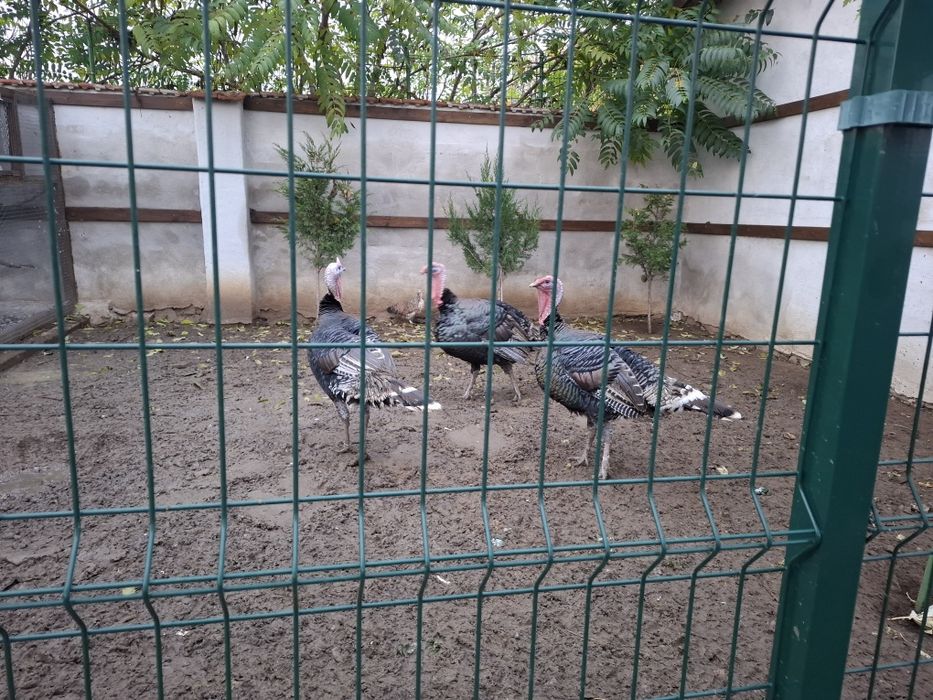 Млади фитоци 3 броя