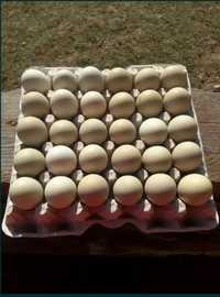 Vand oua de araucana pentru incubat