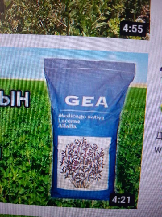 Джеа жоңышқа урығы / Семена люцерна Джеа