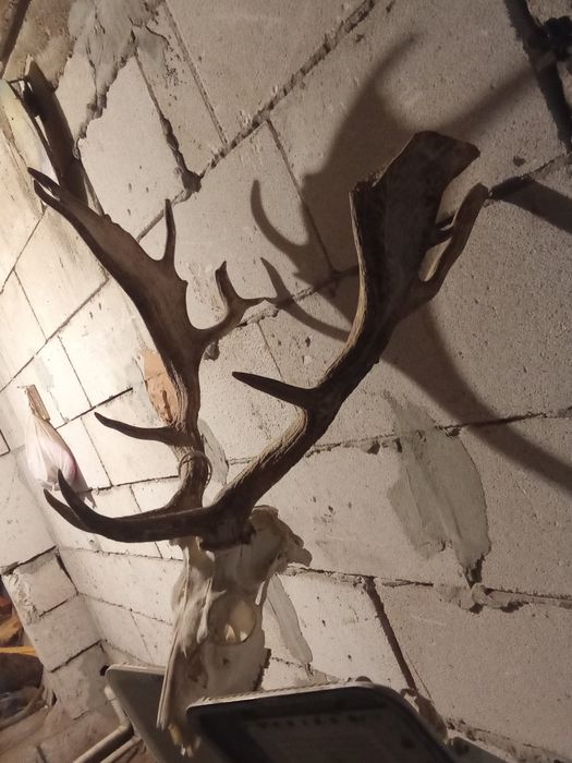 Vând coarne cerb trofeu