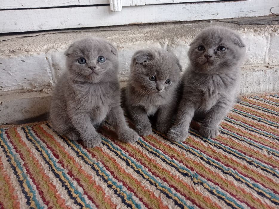 Скотишь фолд продам
