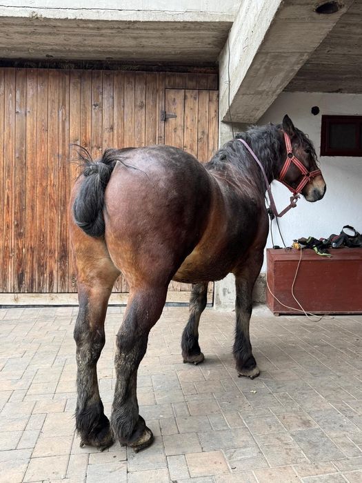 Vând cal de 5 anii  analtime 180 la hreban mai multe detalii  an priva