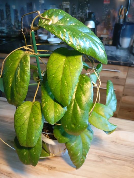 Хойя сортовая домашняя