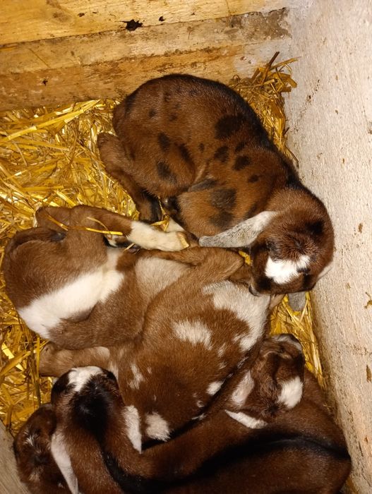 Anglonubiana la prima fătare.