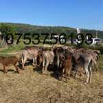 Vând fermă de măgărițe pentru lapte - 54 capete
