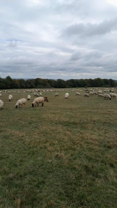 Vând oi bune de ținut