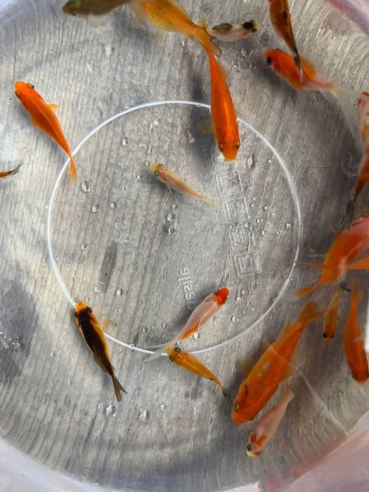 Vand Pești Iaz / Acvariu - Carasi aurii/Colorati