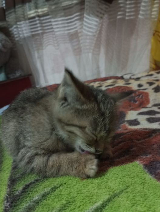 Отдаю кошку в хорошие руки