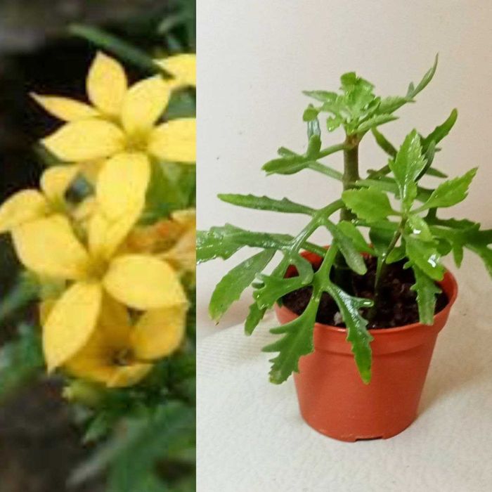 Продам. Лациниата - оленьи рожки.