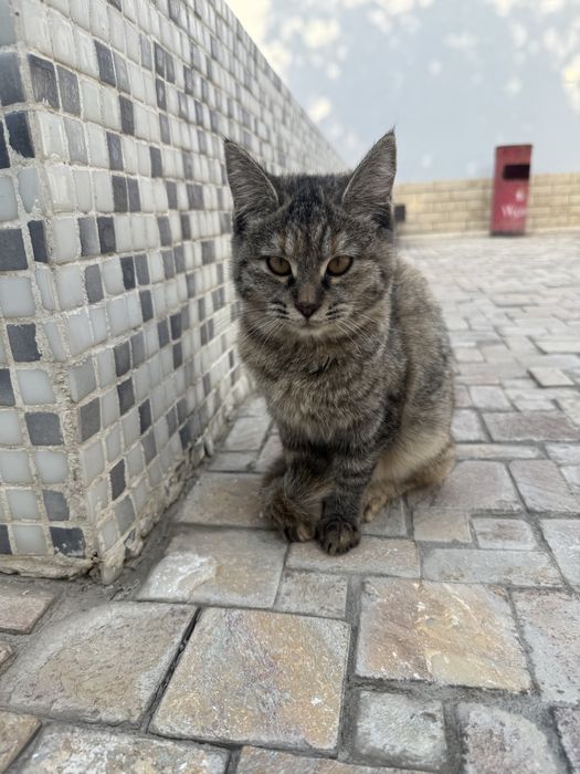 Отдаю котенка в добрые руки