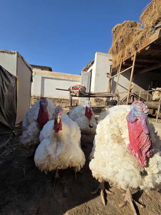 Big indikla 27 30kg yaqin