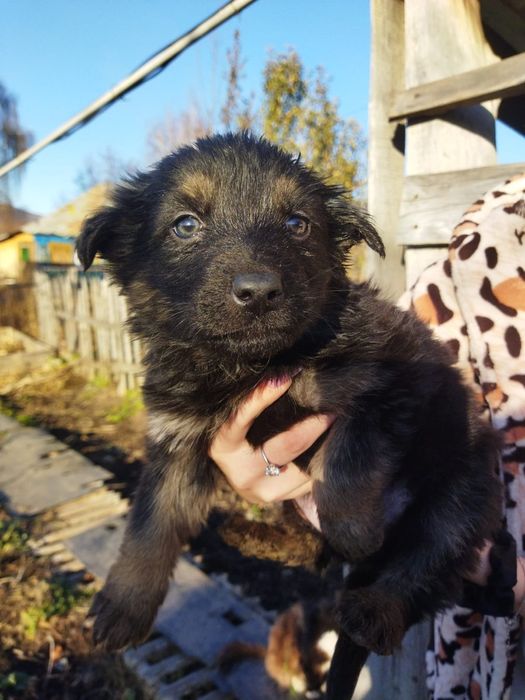 Щенки немецкой овчарки