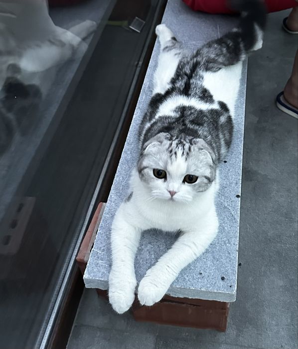 Шотландские вислоухие котята скоттиш фолд