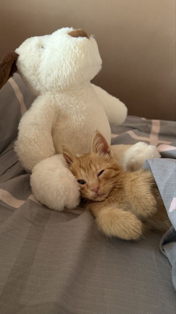 Отдам котенка в добрые руки!